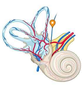 Vein of vestibular aqueduct - e-Anatomy - IMAIOS