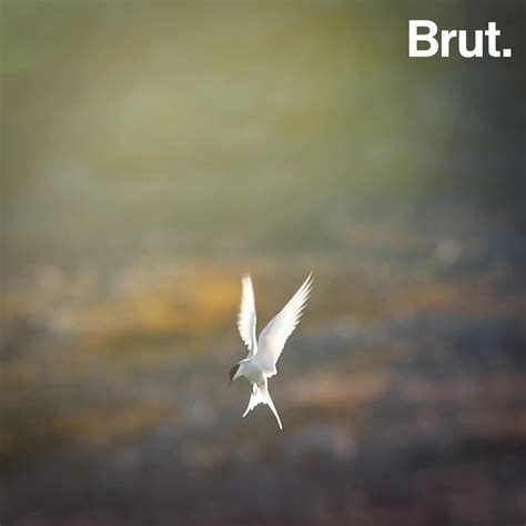 The Arctic tern holds the record for the longest migration | Brut.