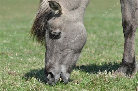 Tarpan horse. Extinct mammal species. Animal breeding. Grazing horse — Stock Photo © Kozik ...