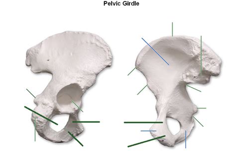 Pelvic Girdle Diagram Quizlet