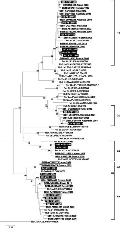 Phylogenetic Tree Based On Partial Sequences Of The NS5b Encoding Gene