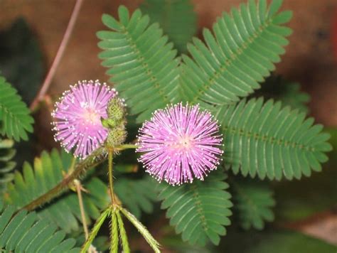 How To Grow Mimosa Pudica Mimosa Plant Mimosa Tree Mimosa Flower