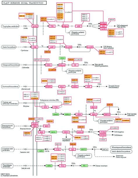 Kegg Pathways Related To Plant Hormone Signal Transduction Targeted By