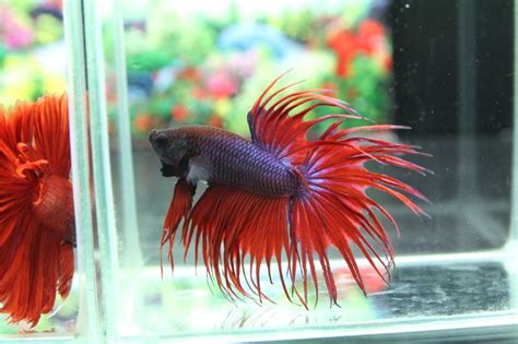 Crowntail - Tumblr Gallery