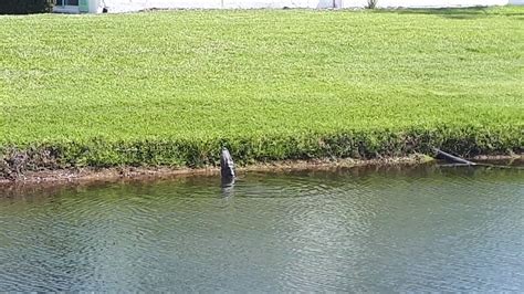 Alligator Grunting In A Golf Course Pond In Florida YouTube