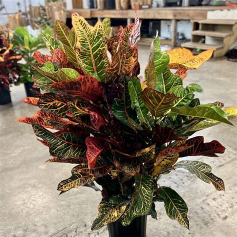 8″ Croton Excellente – The (KC) Plant Factory