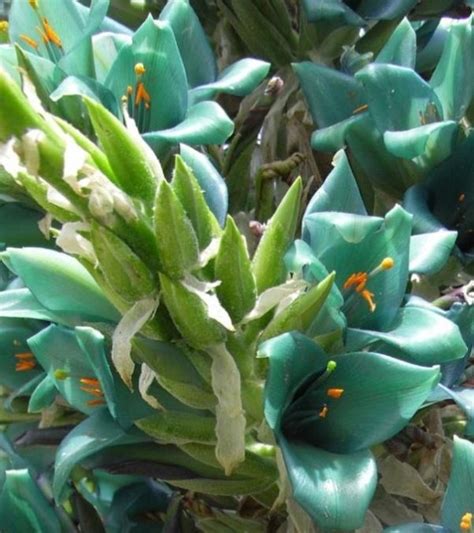 Puya Berteroniana Puya Alpestris Ssp Zoellneri Brom Lia Azul