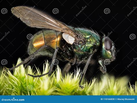 Focus Stacking Common Green Bottle Fly Greenbottle Fly Flies Stock