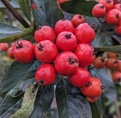 Apfeldorn lederblättriger Weißdorn Crataegus lavallei Carrierei