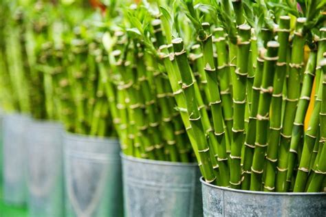 Growing Bamboo Indoors A Quick Start Guide Eco Thinker News