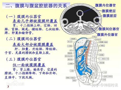 【解剖】腹膜及腹膜腔（经典讲解汇总）