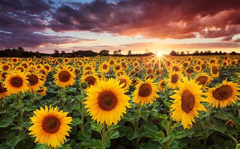 Girasoles Sunset Campo Sky Naruraleza Sky Sunflower Sunset Hd Phone Wallpaper Peakpx