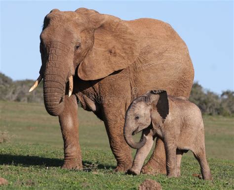 African Elephant Baby And Mom Royalty Free Stock Image Image