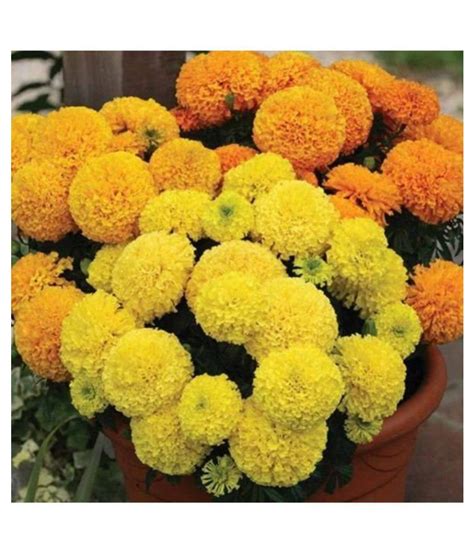 African Marigold F1 Hybrid Inca Type Flower Seeds Buy African Marigold F1 Hybrid Inca Type