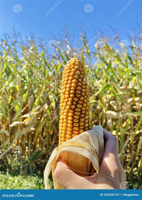 A Corn in Front of the Crops Stock Image - Image of woman, argricultire