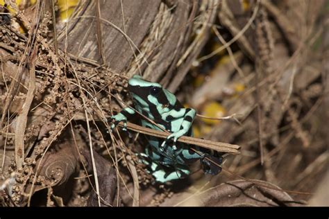 Dendrobates auratus - Frogs & Co