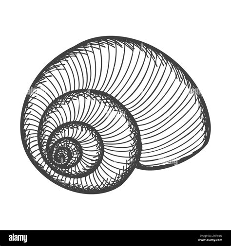 Hand Drawn Seashells Empty Spiral Solid Shell Of A Clam Or Snail