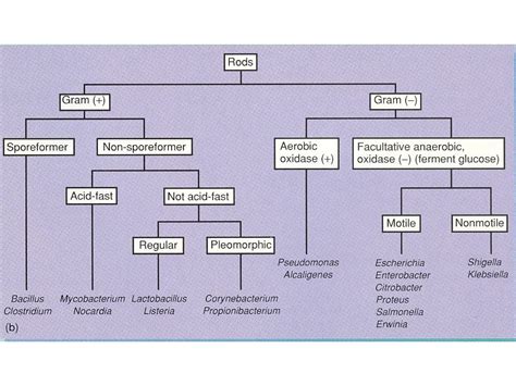 Gram Positive Bacilli List