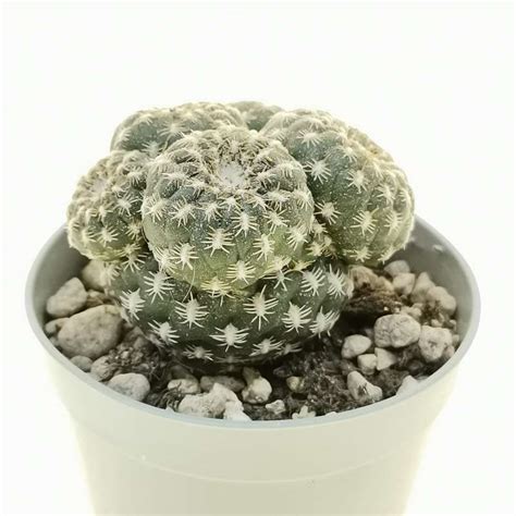 Sulcorebutia Arenacea F Prolifera Cm Cactaceae Giromagi