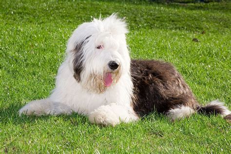 Bobtail Découvrez la race de chien