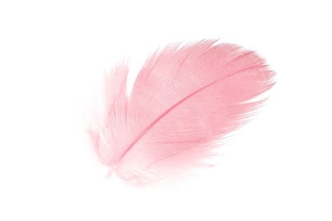 Premium AI Image Curled Feather Elegance Fluffy White Feather Isolated