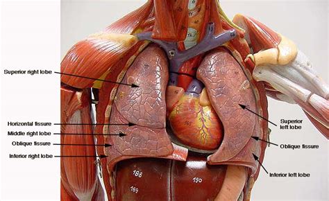 Lung Model Anatomy