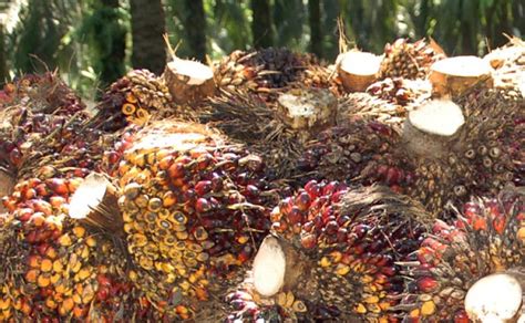 Agricom Id Harga Tbs Sawit Sumsel Periode I Mei Tertinggi Rp