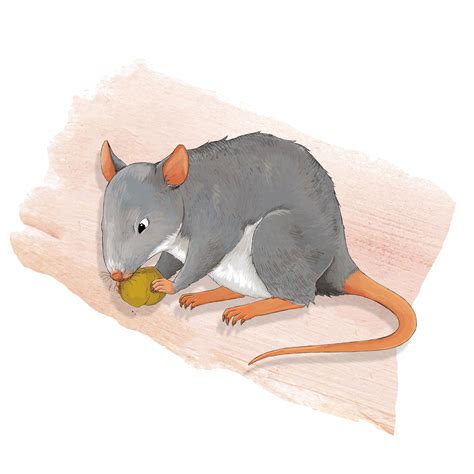 Rodent Control | Rat Control Services - Ultra Pest Control