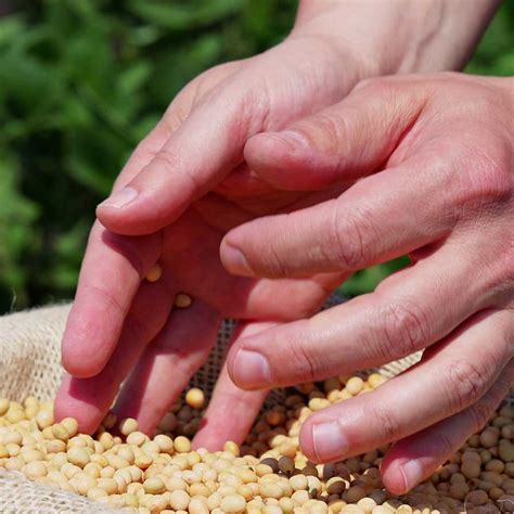 soy myths  facts  soy healthy   shapeyourfuturelife