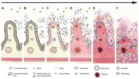 Clostridium Perfringens Colony