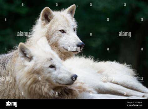 Lobo Rtico Canis Lupus Arctos Tambi N Conocido Como Lobo Blanco O