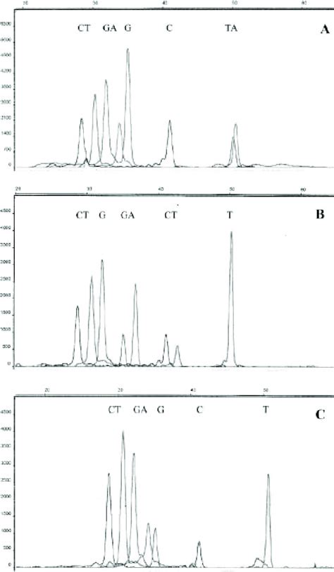 Representative Electropherograms Showing Snapshot Minisequencing Of