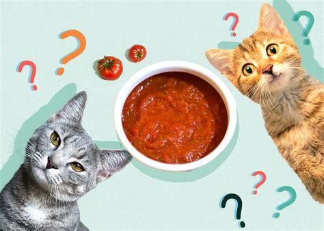 Can Cats Eat Tomato Sauce Vet Reviewed Nutrition And Safety Guide Catster