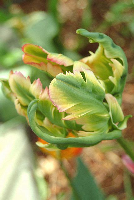 Parrot Tulip Green Wave Beautiful Flowers Wonderful Flowers Parrot