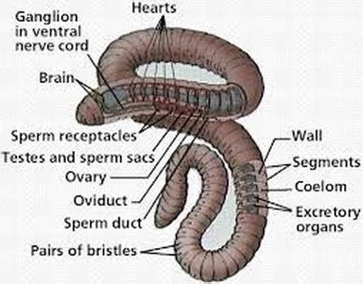 Earthworm Ganglia