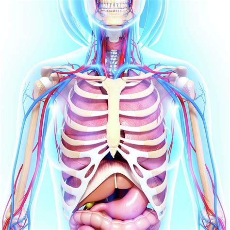 Female Chest Wall Muscle Anatomy