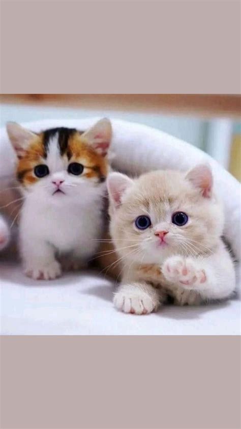 Incredible Compilation Of Over 999 Adorable Kitten Pictures Captivating Collection Of Full 4k