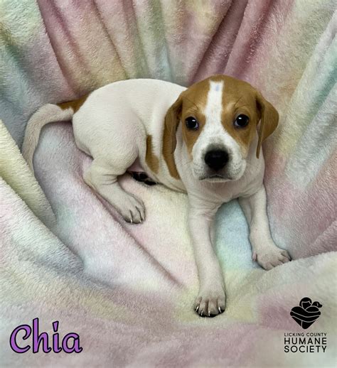 Licking County Humane... - Licking County Humane Society