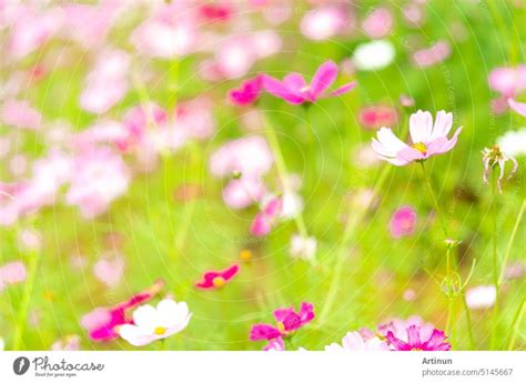 Beautiful Pink Flower Of Melinis Repens Or Rose Natal Grass Swaying In