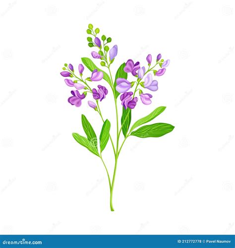 Alfalfa Plant Medicago Sativa Lucerne Agriculture Cultivated Plant