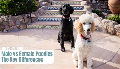 Male Vs Female Toy Poodle Temperament Wow Blog