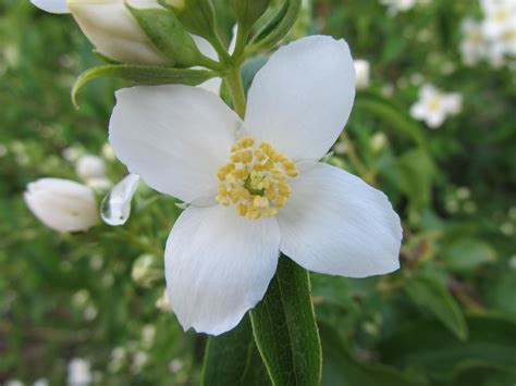 Idaho State Flower – awkward botany