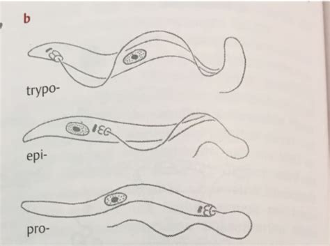 4 Protozoen Teil 1 Karteikarten Quizlet