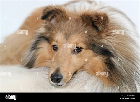 Sheltie Shetland Sheepdog Herding Dog Looks At You Stock Photo Alamy