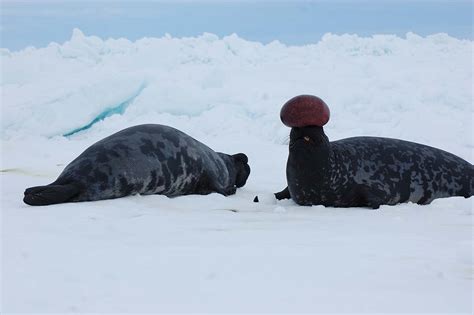 Hooded Seal Discovery Of Sound In The Sea