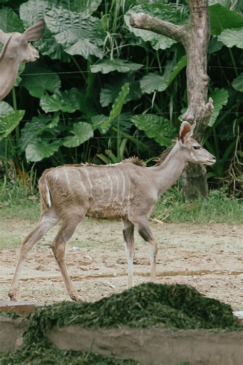 Blue Wildebeest Antelope Standing in a Zoo Enclosure · Free Stock Photo