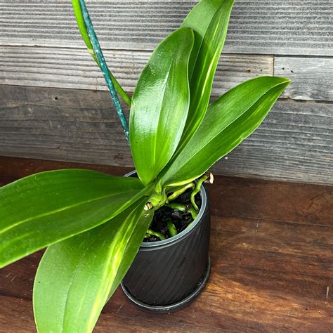 Phalaenopsis Variegated Orchids | 5" Pot - Plant Hawaii