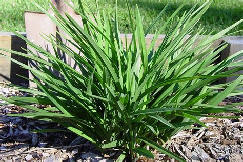 Waterwise Plant Details