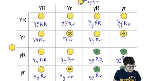 Dihybrid Punnett Square Dihybrid Cross Punnett Squares Mcat Shortcut Images