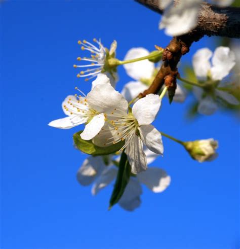 Free Images Tree Nature Branch Blossom Sky Sunlight Flower